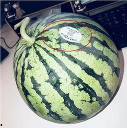 网红同款吃瓜图片头像大全,潮流风向标,趣味十足 第2张 网红同款吃瓜图片头像大全,潮流风向标,趣味十足 第2张